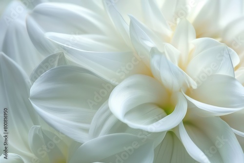 beautiful white flowers background © beatriz