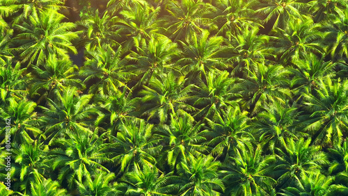 Fototapeta Naklejka Na Ścianę i Meble -  A mesmerizing pattern emerges as orderly rows of coconut trees create an intricate design against the backdrop of vibrant greenery.

