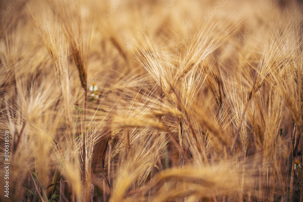 Fototapeta premium Dry barley wheat agriculture field ingredient for bread grain cultivated in produce agricultural. Golden field pasture farmland. Barley Ripe barleys on evening sunset. cultivated natural farmland