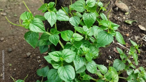 peperomia plant photo