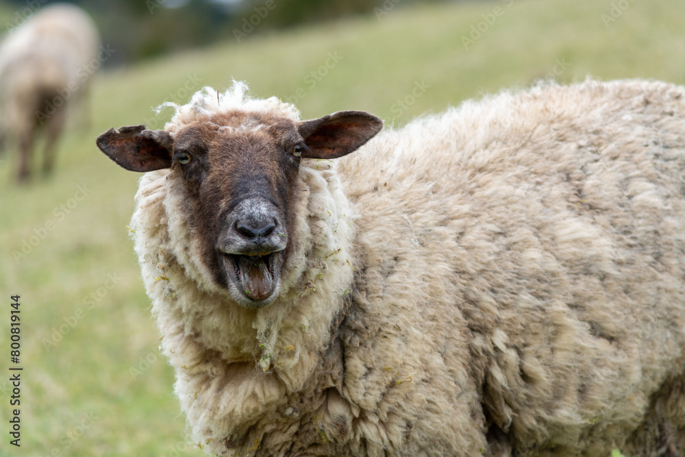  Oveja (Ovis aries)