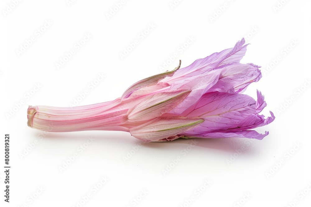 Naklejka premium A single fresh chicory on white background