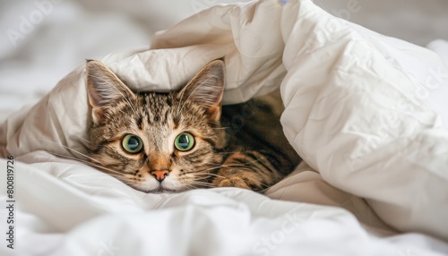 Adorable striped kitten with green eyes rests under white bedding depicting a cat in bed concept