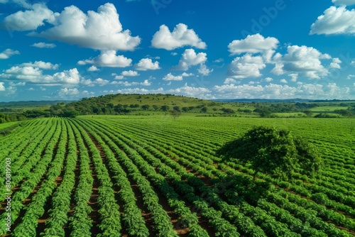 Aerial view of a sunny Brazilian countryside with peanut plantation and blue sky