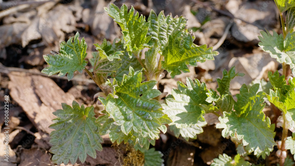 Southern Urals, shoots of common nettle (Urtica dioica) in early spring in the forest. Southern Urals, shoots of common nettle (Urtica dioica) in early spring in the forest.