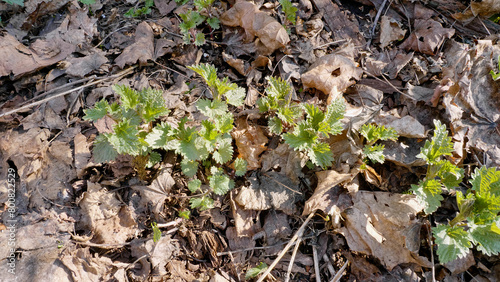 Southern Urals  shoots of common nettle  Urtica dioica  in early spring in the forest.