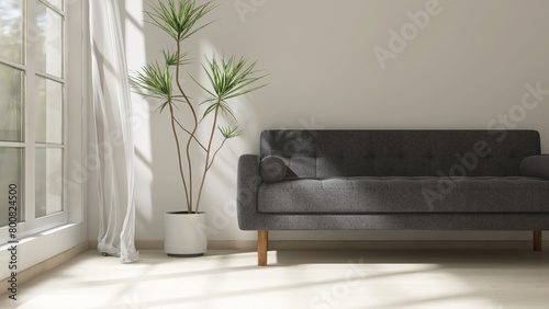 Black sofa  dracaena tree in white wall living room in sunlight from window  sheer curtain  shadow on wood laminated floor for luxury  minimal interior design decoration  architecture  background 3D