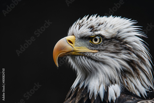 photo realistic portrait of an white head eagle © yuniazizah