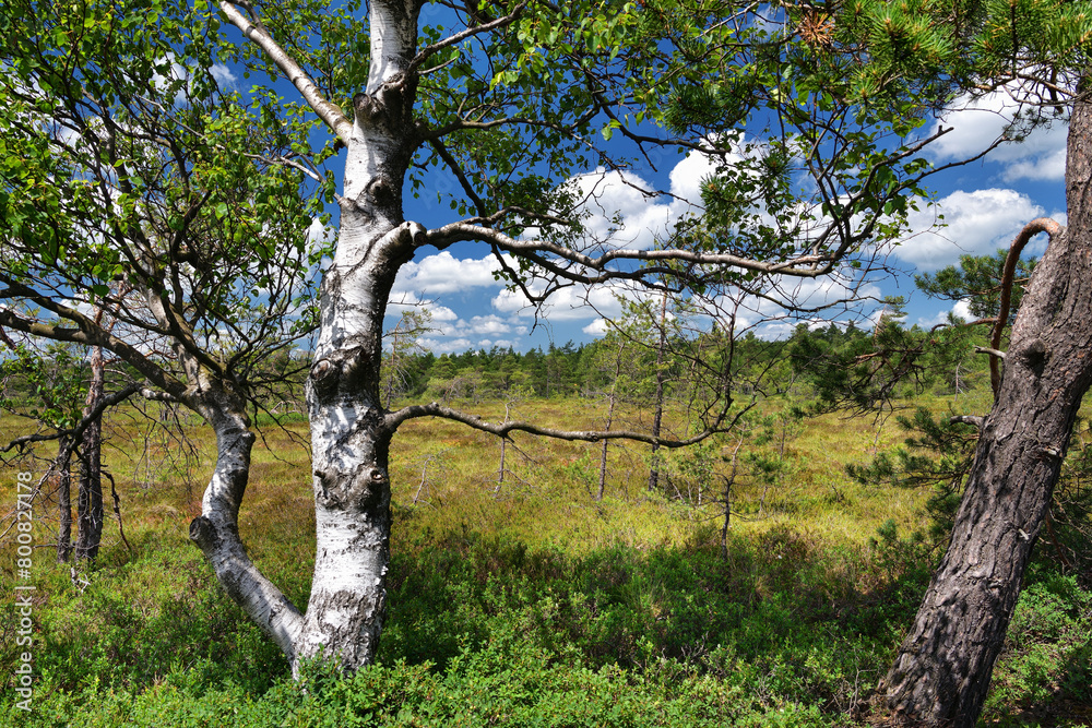 Fototapeta premium Schwarzes Moor in der Bayerischen Rhön
