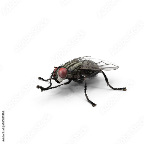 House Fly PNG