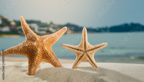 starfish on the beach.starfish on the beach.starfish  beach  sand  sea  summer  star  ocean  nature  water  shell  vacation  travel  coast  tropical  sky  animal  wave  fish  shore  seashore  aquatic