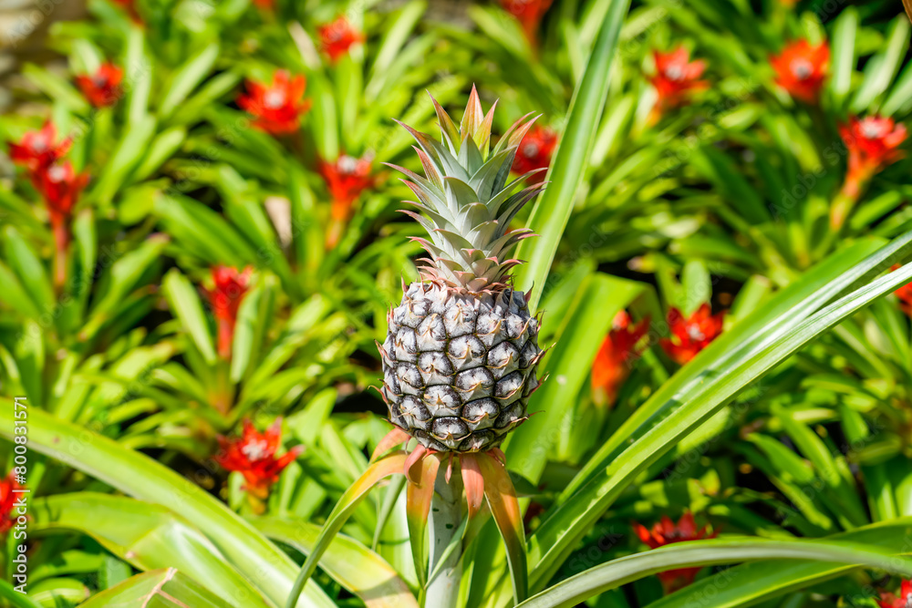 Pineapple tropical fruit growing in a farm. Pineapple tropical fruit growing in a farm.