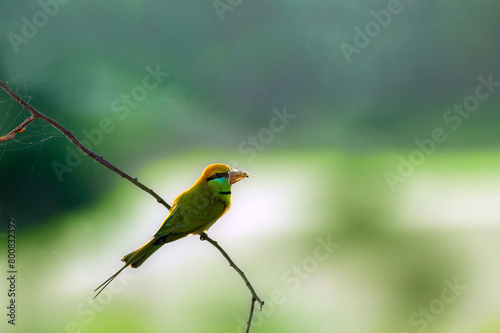 little green bee eater  with prey in beak on the branch 