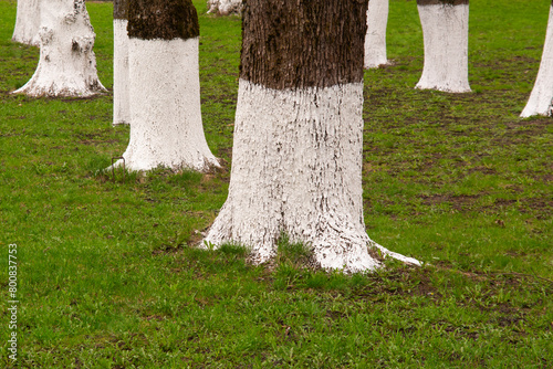 parallel tree trunks on a background of green grass