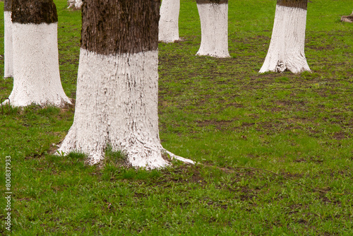 Whitepainted trunks on a row of green trees in a natural landscape