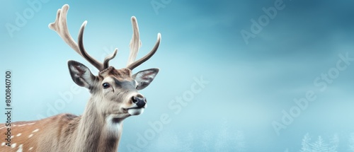 Close-up of deer with antlers © Boomanoid