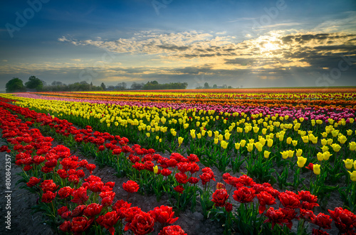 Field full of colorful tulips © Piotr Krzeslak