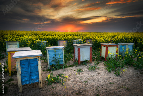 Beautiful sunset over rape fields with bee hives © Piotr Krzeslak