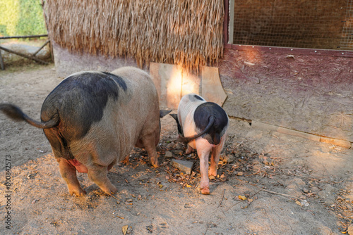 A pig in the farm. group of mammal waiting feed. swine in the stall.  photo