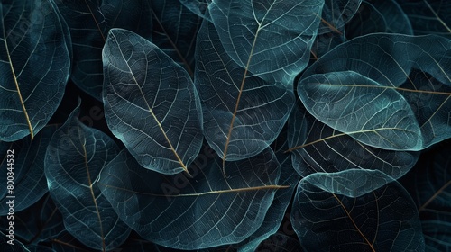 Dark Blue Foliage with Visible Leaf Veins © admin_design