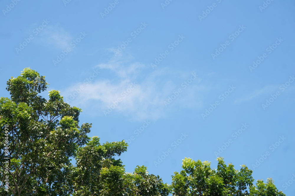 Blue sky with white clouds and trees, perfect for background