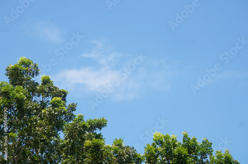 Blue sky with white clouds and trees  perfect for background