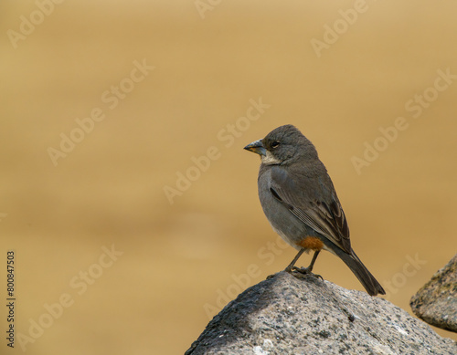 Diuca-finch perched on a rock on the ground. Atacama Desert, Antofagasta, Chile