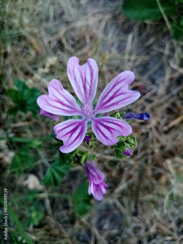 flower in the garden