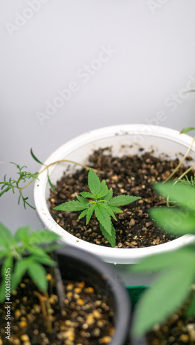 Marijuana at 2 weeks old, past kindergarten age Ready to move to a new, larger pot. For further growth, you can fertilize as usual. Because the tree is strong