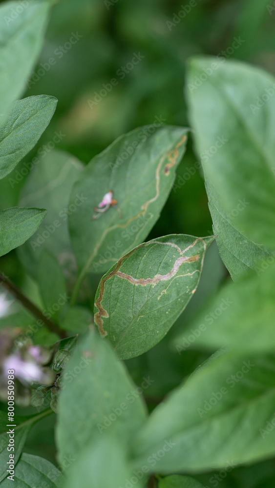 leaves of a plant