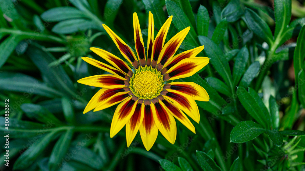 yellow flower in the garden yellow flower in the garden