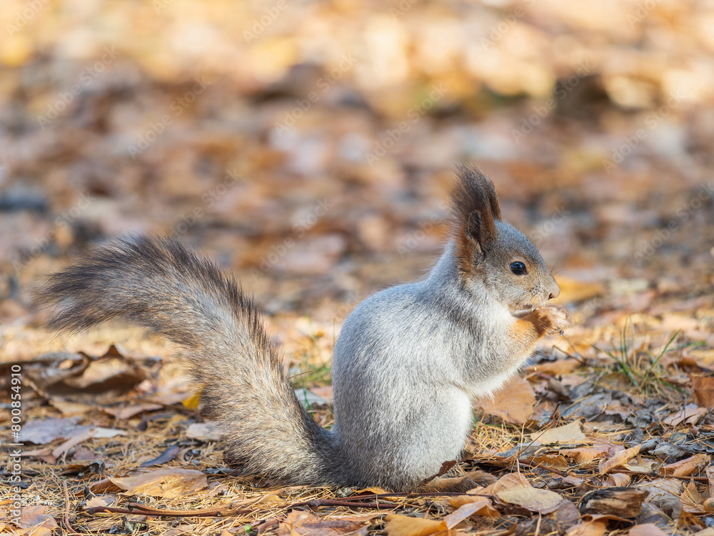 Autumn squirrel with nut sits on green grass with fallen yellow leaves Autumn squirrel with nut sits on green grass with fallen yellow leaves