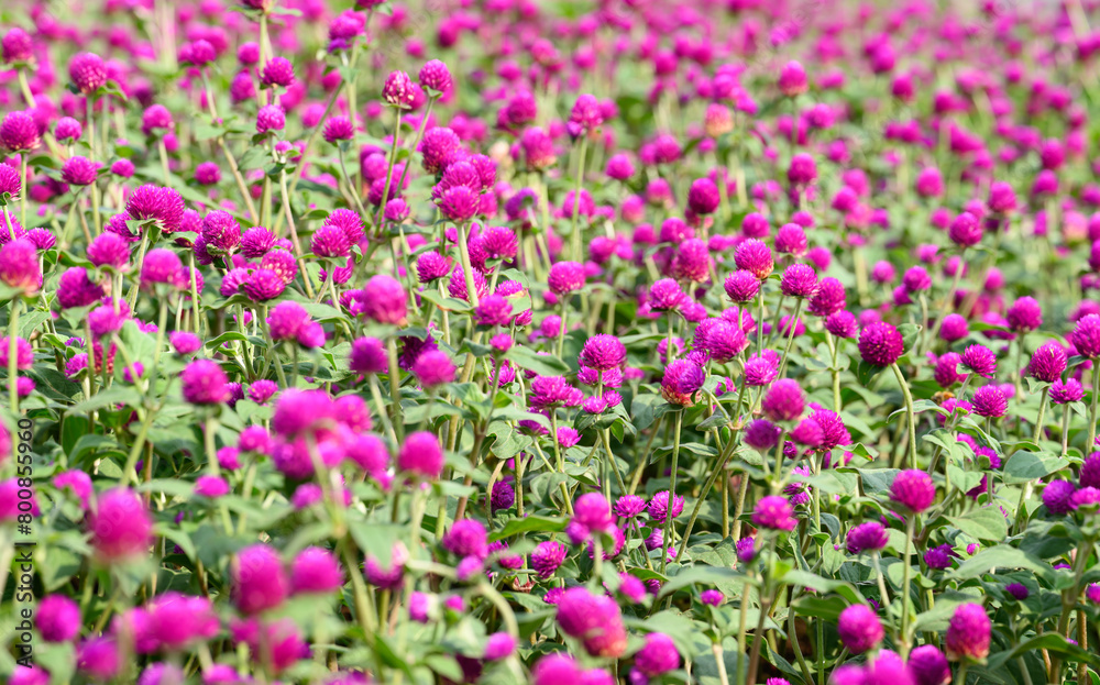 Pink Globe Amaranth flowers (Gomphrena globosa) blooming in garden, Summer season,Tropical flower background