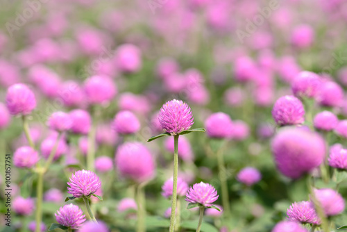 Pink Globe Amaranth flowers (Gomphrena globosa) blooming in garden, Summer season,Tropical flower background
