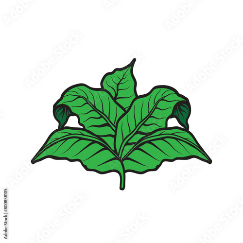 Tobacco leafs illustration. Great for cigar brands logo and tobacco farms.