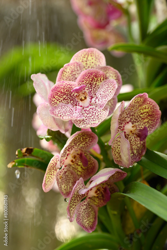 Beautiful Pink yellow Vanda orchid flower blossom in Thailand