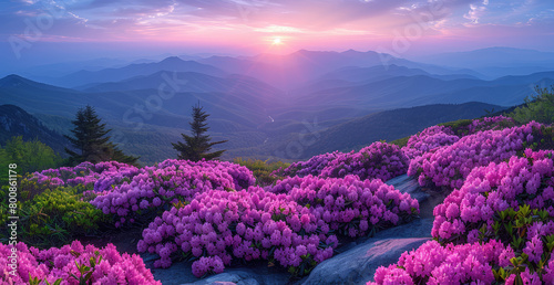 A panoramic view of the unstoppable rhododendron on the Appalachian mountain range at sunrise, with vibrant purple and pink colors. Created with Ai photo