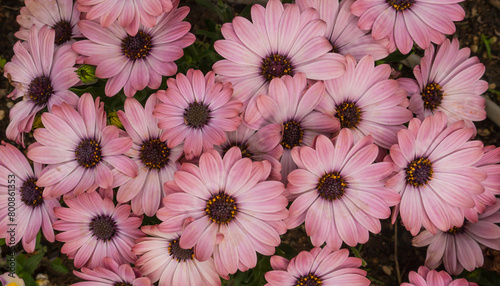 Foto osteospermum serenity pink magic flower in full screen