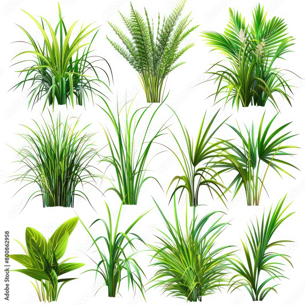 tropical vegetation grass 