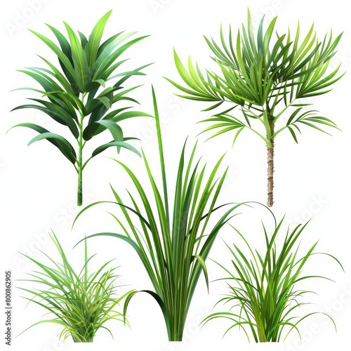 tropical vegetation grass 