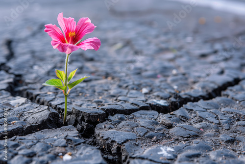 the little red flower grew and bloomed from the cracks in the asphalt, nature dominates