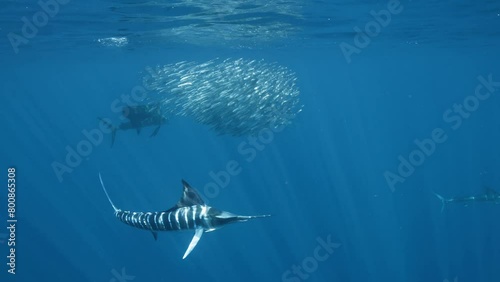 Fish, Ocean, Swimming, Sailfish