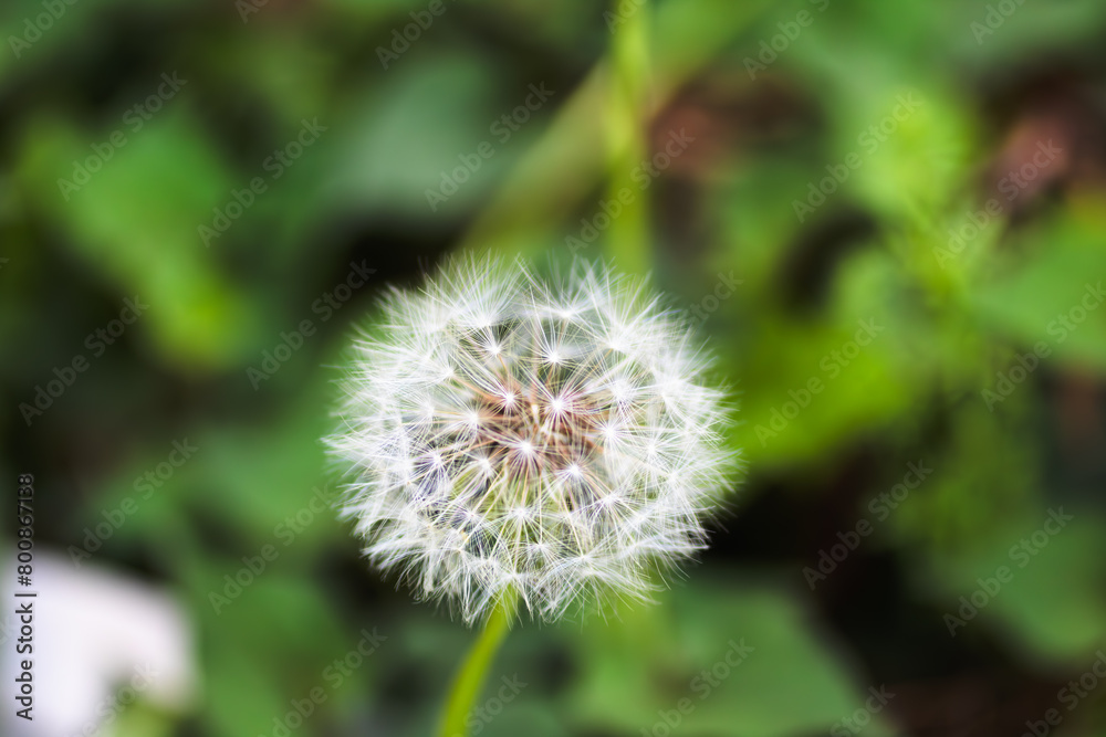 タンポポの綿毛