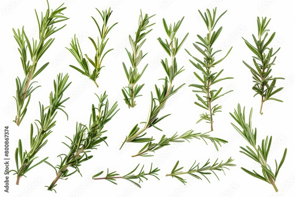 Fototapeta premium Fresh rosemary branches isolated on white background