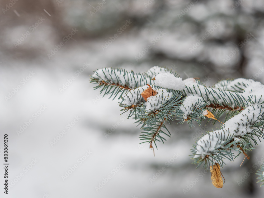 Green fir branches in winter covered with snow. Branches of fir tree as background. Frosty spruce branches. Outdoor with snowy winter nature. Forest landscape Green fir branches in winter covered with snow. Branches of fir tree as background. Frosty spruce branches. Outdoor with snowy winter nature. Forest landscape