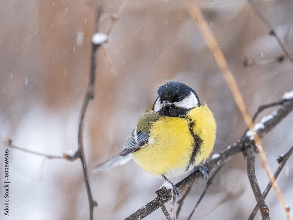Naklejka premium Cute bird Great tit, songbird sitting on the fir branch with snow in winter