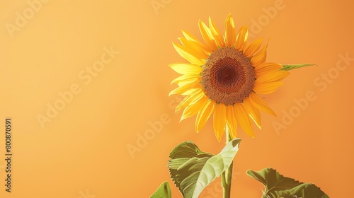 Sunflower in full bloom, pastel orange background, highkey lighting, portrait orientation for a summer issue cover photo
