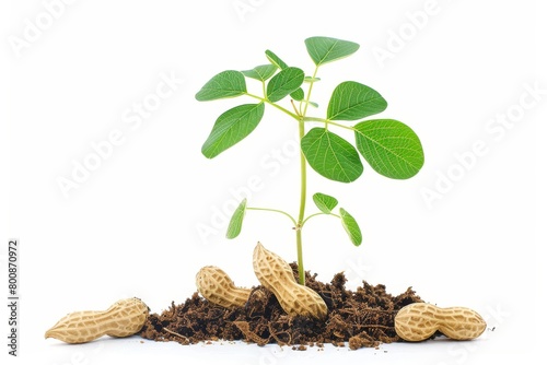 Groundnut plant isolated on white background