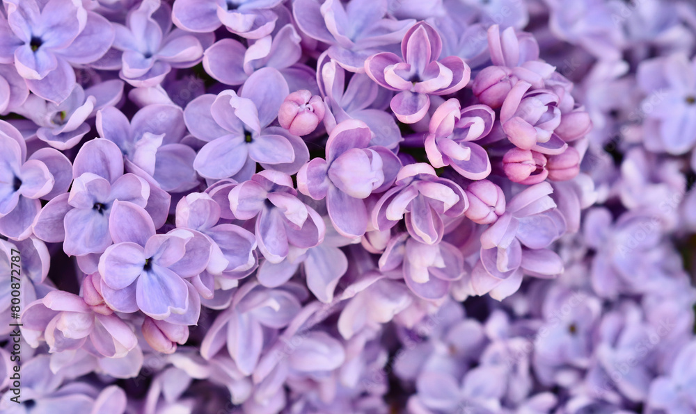 Background of blooming purple terry lilac. Soft focus Background of blooming purple terry lilac. Soft focus