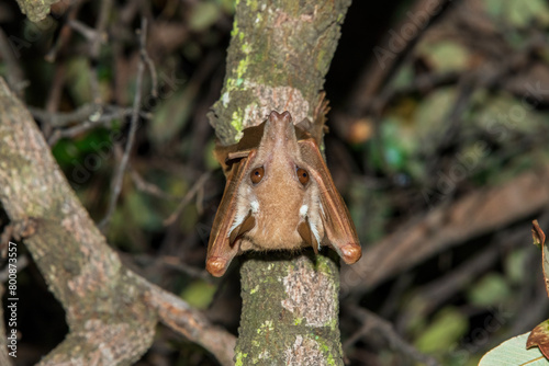 A beautiful Wahlberg's epauletted fruit bat (Epomophorus wahlbergi) hanging in a tree in the Liuwa Plain National Park, Zambia photo